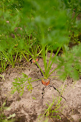 Image showing carrots growing on summer garden bed