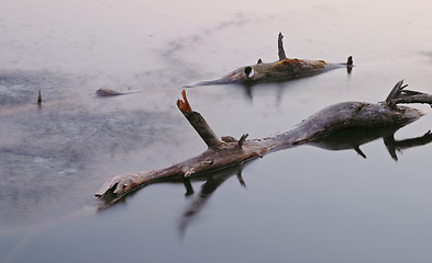 Image showing Nude, withered and lonely tree emerging from water in dusk light, Delsjön nature reserve area, Göteborg, Sweden