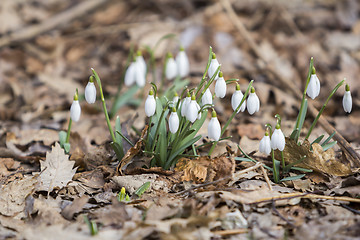 Image showing White snowdrops first spring flowers in the forest