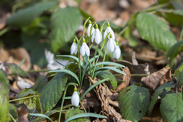 Image showing White snowdrops first spring flowers in the forest