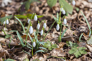 Image showing White snowdrops first spring flowers in the forest