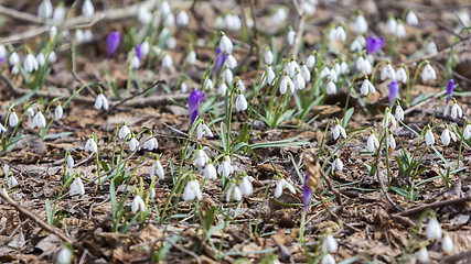 Image showing White snowdrops first spring flowers in the forest