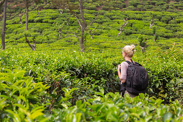 Image showing Female tourist enjoying beautiful nature of tea plantations, Sri Lanka.