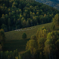 Image showing Herd of sheep in the forest and mountains