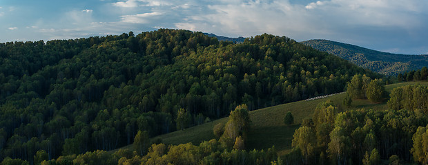 Image showing Herd of sheep in the forest and mountains