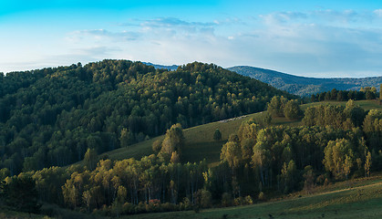 Image showing Herd of sheep in the forest and mountains