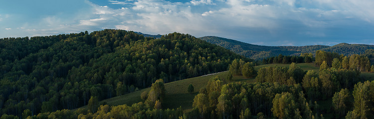 Image showing Herd of sheep in the forest and mountains