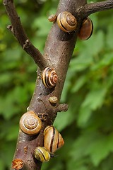 Image showing Snails