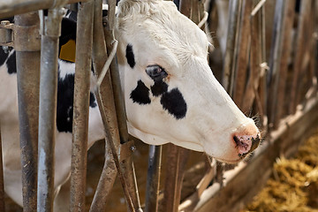 Image showing cow in cowshed on dairy farm