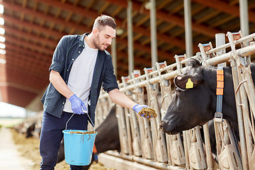 Image showing man feeding cows with hay in cowshed on dairy farm