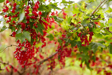 Image showing red currant bush at summer garden 