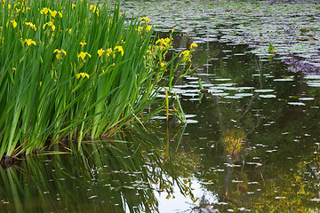 Image showing Yellow irises and water lilies in the pond of the university campus, Göteborg, Sweden