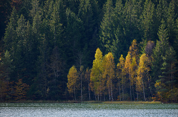 Image showing Autumn  with the yellow foliage