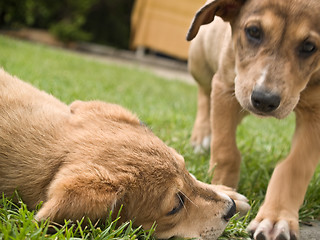 Image showing Two puppies playing