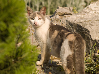 Image showing Cat in Natural Environment Looking Back