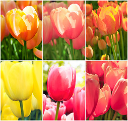 Image showing Tulip fields collage of different tulips