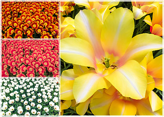 Image showing Tulip fields collage of different tulips