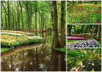 Image showing Tulip fields collage of different tulips