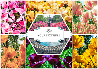 Image showing Tulip fields collage of different tulips