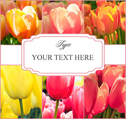 Image showing Tulip fields collage of different tulips