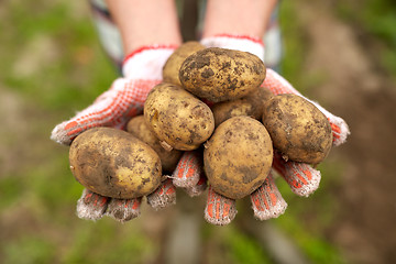 Image showing farmer hands holding potatoes at farm