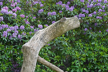 Image showing Nude trunk in front of rhododendron flowers