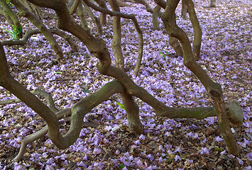 Image showing Rhododendron flowers on the ground in between nude trunks