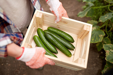 Image showing farmer with box of cucumbers at farm greenhouse