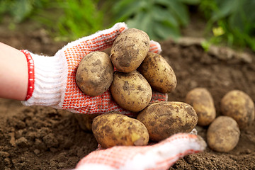 Image showing farmer with potatoes at farm garden