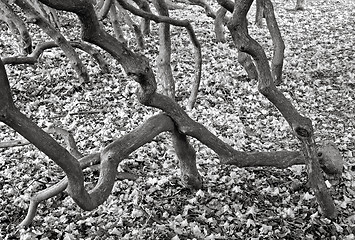 Image showing Rhododendron flowers on the ground in between nude trunks