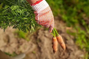 Image showing farmer hand in glove with carrots on farm