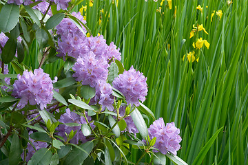 Image showing Rhododendron flowers and yellow irises
