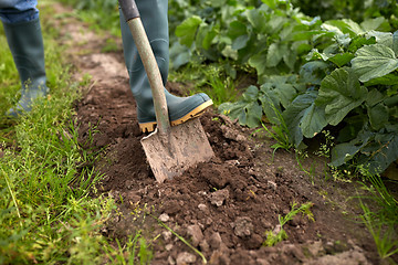 Image showing farmer with shovel digging garden bed or farm