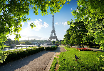 Image showing Dove and Eiffel Tower