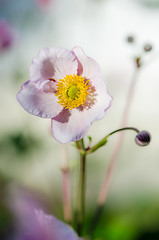 Image showing Pale pink flower Japanese anemone