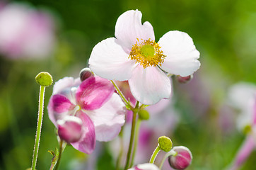 Image showing Pale pink flower Japanese anemone, close-up