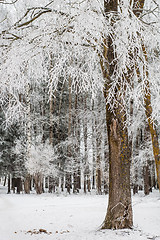 Image showing Fog in the winter, the trees covered with hoarfrost