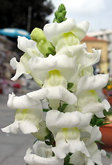 Image showing Urban flower