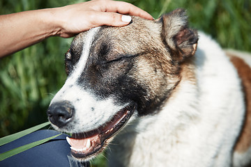 Image showing Human pampering dog