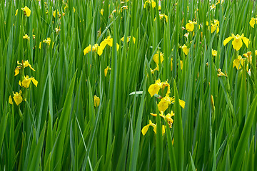 Image showing Yellow irises