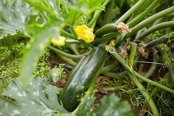 Image showing squashes at summer garden bed