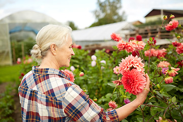 Image showing senior woman with flowers at summer garden