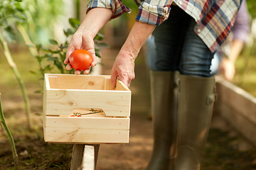 Image showing senior woman picking tomatoes at farm greenhouse