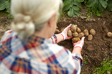 Image showing farmer with potatoes at farm garden