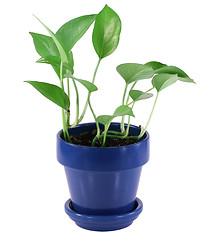 Image showing Green House Plant