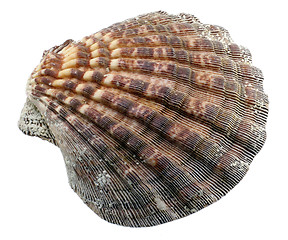 Image showing Seashell