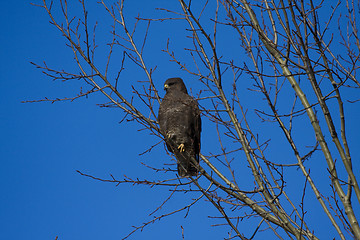 Image showing buzzard