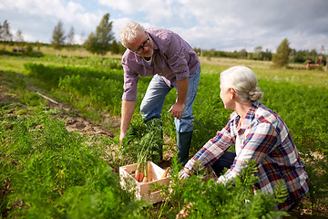 Image showing senior couple with box picking carrots on farm