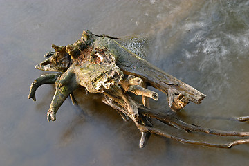 Image showing Abstract image of a withered tree in the water