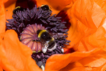 Image showing bumble bee in orange poppy